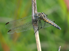 Trithemis furva