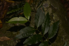 Daphnandra apatela