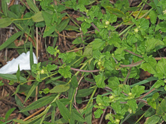 Acanthospermum australe