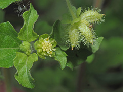 Acanthospermum australe