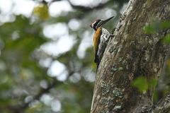 Chrysocolaptes festivus