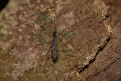 Limoniinae