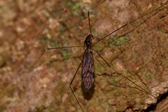 Limoniinae