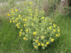 Berkheya onopordifolia