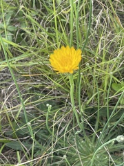 Hypochaeris radicata