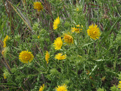 Berkheya onopordifolia