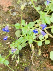 Lobelia alsinoides