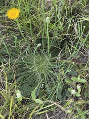 Hypochaeris radicata