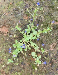 Lobelia alsinoides