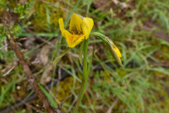 Diuris behrii