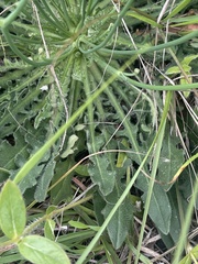 Hypochaeris radicata