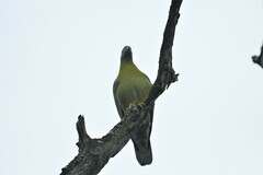 Treron phoenicopterus