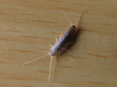Ctenolepisma