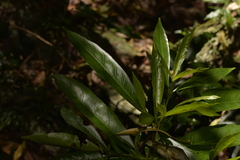 Atractocarpus benthamianus