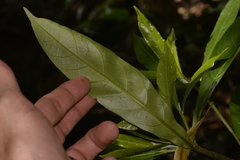 Atractocarpus benthamianus
