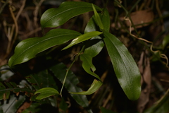 Petermannia cirrosa