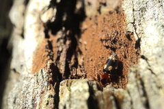 Dromius quadrimaculatus