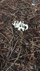 Clavulina rugosa