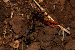 Cormocephalus westwoodi
