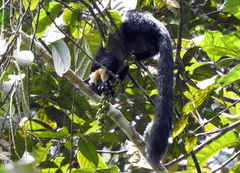 Ratufa bicolor