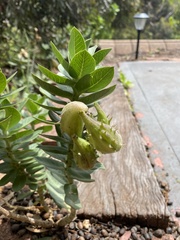 Gomphocarpus cancellatus