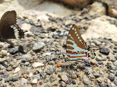 Graphium nomius