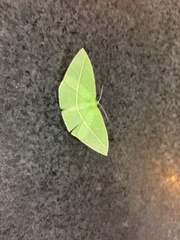 Tanaoctenia haliaria