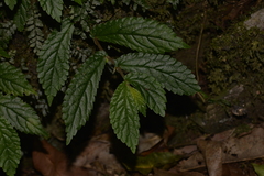 Elatostema reticulatum