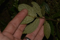 Elatostema reticulatum
