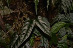 Parsonsia velutina