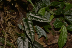 Parsonsia velutina