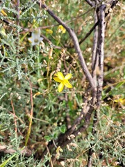 Cyanella lutea