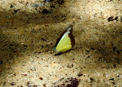 Appias lyncida