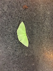 Tanaoctenia haliaria