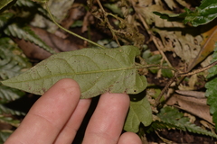 Parsonsia velutina