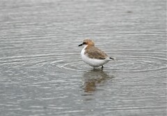 Charadrius ruficapillus