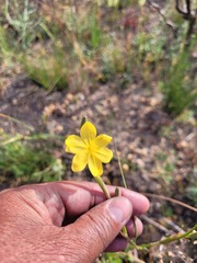 Cyanella lutea