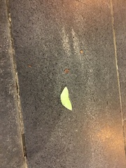 Tanaoctenia haliaria