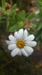 Osmitopsis asteriscoides