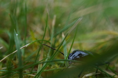 Limodromus assimilis