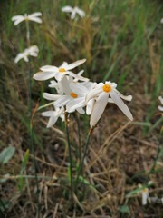 Narcissus deficiens