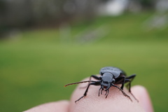 Limodromus assimilis