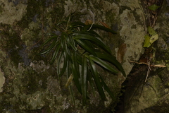 Sarcochilus fitzgeraldii