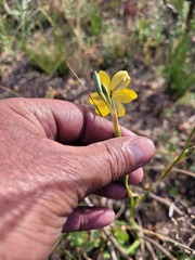 Cyanella lutea