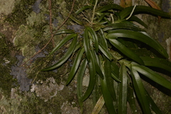 Sarcochilus fitzgeraldii