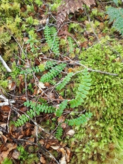 Blechnum penna-marina