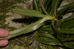Sarcochilus fitzgeraldii