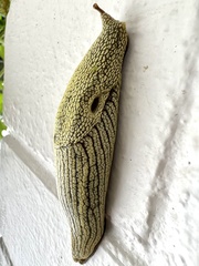 Elisolimax flavescens