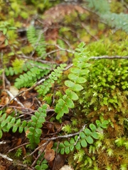 Blechnum penna-marina