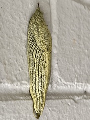 Elisolimax flavescens